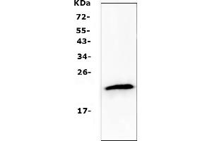 Western blot analysis of TMEM107 using anti-TMEM107 antibody (ABIN5518881). (TMEM107 Antikörper  (N-Term))