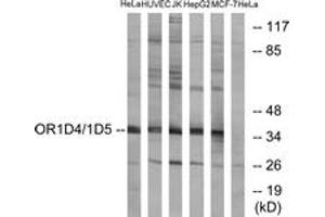 Western blot analysis of extracts from HeLa/HuvEc/Jurkat/HepG2/MCF-7 cells, using OR1D4/5 Antibody. (OR1D4/5 Antikörper  (AA 200-249))