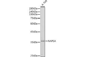 Western blot analysis of extracts of A-549 cells, using NAPSA antibody (ABIN6128367, ABIN6144368, ABIN6144369 and ABIN6221232) at 1:500 dilution. (NAPSA Antikörper  (AA 25-250))
