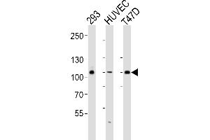 Western blot analysis of lysates from 293, HUVEC, T47D cell line (from left to right), using HUN-GAB1 (ABIN6243206 and ABIN6577498).