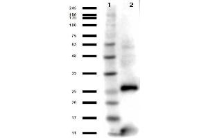 Western Blot results of Rabbit Anti-Streptavidin Antibody. (Streptavidin Antikörper)