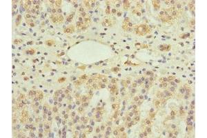 Immunohistochemistry of paraffin-embedded human adrenal gland tissue using ABIN7166273 at dilution of 1:100 (UXT Antikörper  (AA 1-157))
