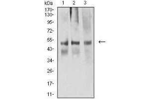 Western blot analysis using ACTR3 mouse mAb against NIH/3T3 (1), A549 (2), and CHO3D10 (2) cell lysate. (ACTR3 Antikörper  (AA 287-418))