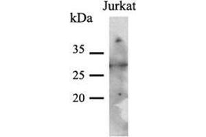 Image no. 2 for anti-Phenylethanolamine N-Methyltransferase (PNMT) (AA 1-282), (N-Term) antibody (ABIN954226)