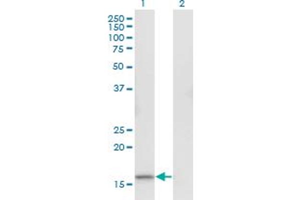 RGS13 antibody  (AA 60-159)
