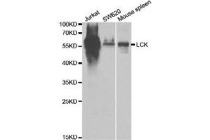 Western blot analysis of extracts of various cell lines, using LCK antibody. (LCK Antikörper  (AA 1-240))