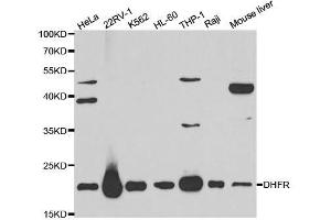 Western blot analysis of extracts of various cell lines, using DHFR antibody. (Dihydrofolate Reductase Antikörper  (AA 1-187))