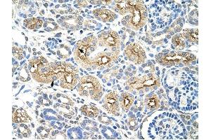 MIF4GD antibody was used for immunohistochemistry at a concentration of 4-8 ug/ml to stain Epithelial cells of renal tubule (arrows) in Human Kidney. (MIF4GD Antikörper  (C-Term))