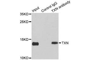 Immunoprecipitation analysis of 150ug extracts of MCF7 cells using 3ug TXN antibody. (TXN Antikörper  (C-Term))