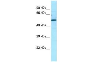 WB Suggested Anti-ATG13 Antibody Titration: 1. (ATG13 Antikörper  (N-Term))