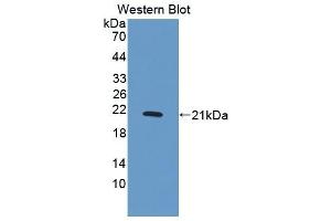 Western Blotting (WB) image for anti-Neuroblastoma 1, DAN Family BMP Antagonist (NBL1) (AA 17-181) antibody (ABIN7441724)