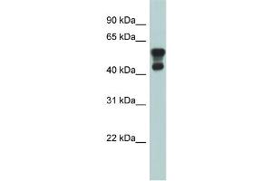 WB Suggested Anti-PAFAH1B1 Antibody Titration: 0. (PAFAH1B1 Antikörper  (N-Term))