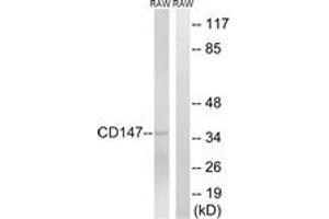 Western blot analysis of extracts from RAW264.