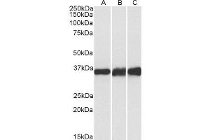 ABIN4902695 (0. (LDHB Antikörper)