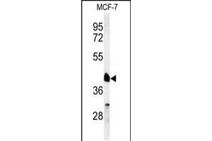 Western blot analysis of RXRA Antibody in MCF-7 cell line lysates (35ug/lane) (Retinoid X Receptor alpha Antikörper  (AA 196-224))