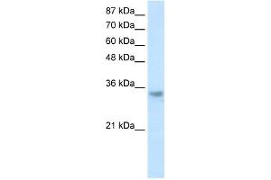 WB Suggested Anti-RNASEH2A Antibody Titration:  1. (RNASEH2A Antikörper  (Middle Region))