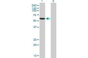 Western Blot analysis of RNF8 expression in transfected 293T cell line by RNF8 MaxPab polyclonal antibody.