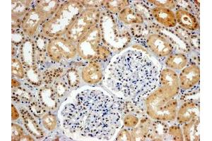 ABIN184613 (4µg/ml) staining of paraffin embedded Human Kidney.