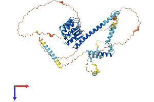 Leiomodin 3 (LMOD3) (AA 1-560) protein (His tag)