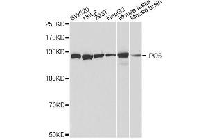Western blot analysis of extracts of various cell lines, using IPO5 antibody. (Importin 5 Antikörper)