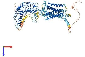 RXFP1 Protein (AA 1-758) (His tag)