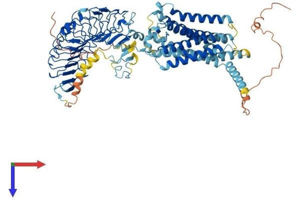 RXFP1 Protein (AA 1-758) (His tag)
