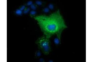 Anti-L1CAM mouse monoclonal antibody (ABIN2453222) immunofluorescent staining of COS7 cells transiently transfected by pCMV6-ENTRY L1CAM (RC211601). (L1CAM Antikörper)