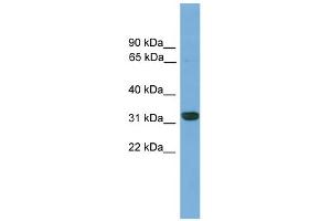 WB Suggested Anti-Cdx4 Antibody Titration: 0. (CDX4 Antikörper  (C-Term))