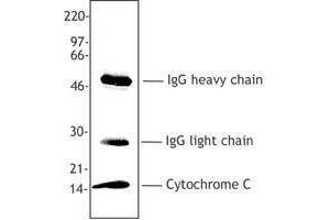 Western Blotting (WB) image for anti-Cytochrome C, Somatic (CYCS) antibody (ABIN2666071) (Cytochrome C Antikörper)