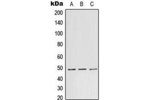 Western blot analysis of TEAD1 expression in A431 (A), Raw264. (TEAD1 Antikörper  (Center))