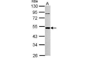 WB Image Sample (30 ug of whole cell lysate) A: NIH-3T3 10% SDS PAGE antibody diluted at 1:1000 (PIGA Antikörper)