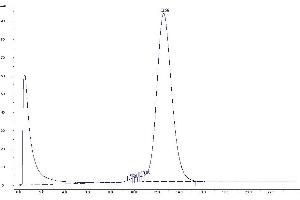 Purification via GPC Chromatography (Step 2) (TAMRA Antikörper)