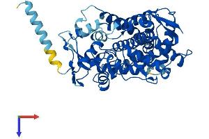CYP2C18 Protein (AA 1-490) (His tag)