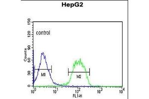 FBXO3 Antibody (C-term) (ABIN653142 and ABIN2842715) flow cytometric analysis of HepG2 cells (right histogram) compared to a negative control cell (left histogram). (F-Box Protein 3 Antikörper  (C-Term))