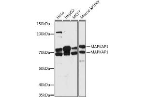 MAPKAP1 antibody  (AA 370-486)