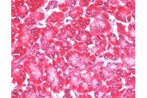 ABIN185154 (5µg/ml) staining of paraffin embedded Human Pancreas. (EIF4ENIF1 Antikörper  (C-Term))
