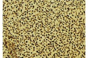 ABIN6277605 at 1/100 staining Mouse liver tissue by IHC-P. (SIGMAR1 Antikörper  (Internal Region))