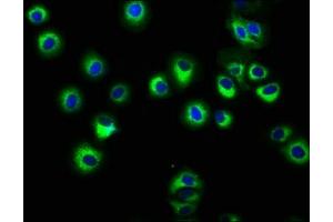 Immunofluorescence staining of HepG2 cells with ABIN7155571 at 1:166, counter-stained with DAPI. (HLA-C Antikörper  (AA 62-306))