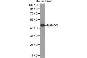 Western Blotting (WB) image for anti-Nanog Homeobox (NANOG) (AA 1-100) antibody (ABIN1680964) (Nanog Antikörper  (AA 1-100))