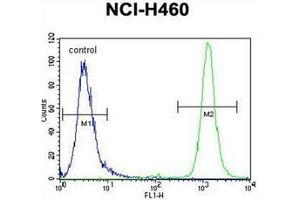 Flow Cytometry (FACS) image for anti-Ras Association (RalGDS/AF-6) Domain Family (N-terminal) Member 8 (RASSF8) (AA 103-132), (N-Term) antibody (ABIN954468)