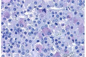 Anti-ADCYAP1R1 antibody  ABIN1048299 IHC staining of human brain, pituitary. (ADCYAP1R1 Antikörper  (C-Term))