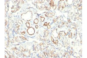 Immunohistochemistry (IHC) image for anti-Podocalyxin-Like (PODXL) (AA 310-447) antibody (ABIN6940330)
