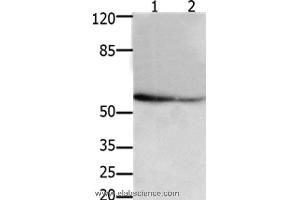 Western blot analysis of 293T and hela cel, using API5 Polyclonal Antibody at dilution of 1:250 (Apoptosis Inhibitor 5 Antikörper)