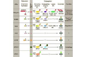 Conjugation pathways for ubiquitin and ubiquitin-like modifiers (UBLs). (RIT2 Antikörper  (C-Term))