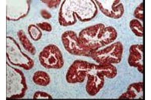 Immunohistochemistry (IHC) image for anti-FK506 Binding Protein 4, 59kDa (FKBP4) antibody (Atto 594) (ABIN2486522)