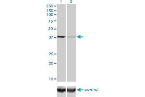 Western blot analysis of EIF2C2 over-expressed 293 cell line, cotransfected with EIF2C2 Validated Chimera RNAi (Lane 2) or non-transfected control (Lane 1).