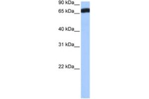 Western Blotting (WB) image for anti-Zinc Finger Protein 806 (ZNF806) antibody (ABIN2463399) (ZNF806 Antikörper)