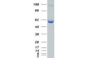 Validation with Western Blot