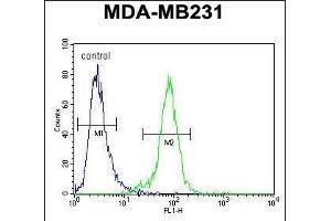 PDE12 Antibody (C-term) (ABIN654246 and ABIN2844072) flow cytometric analysis of MDA-M cells (right histogram) compared to a negative control cell (left histogram). (PDE12 Antikörper  (C-Term))