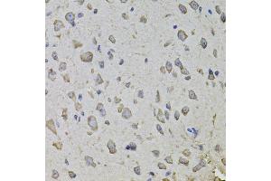 Immunohistochemistry of paraffin-embedded mouse brain using ARHGEF3 antibody. (ARHGEF3 Antikörper)